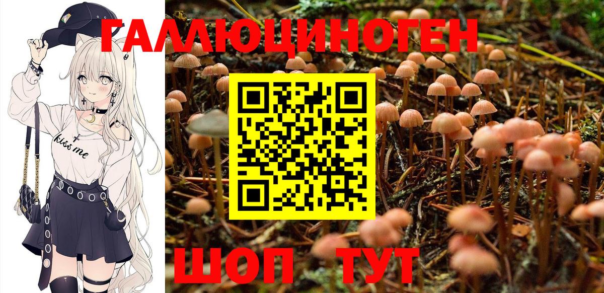 Галлюциногенные грибы мицелий  цены   Сальск  Вход с VPN 